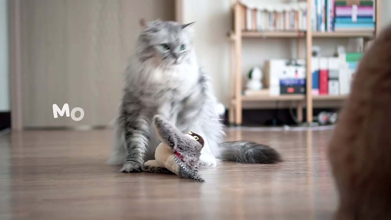 ☁️ Fluffy beasts meet a sparrow (ENG SUB)