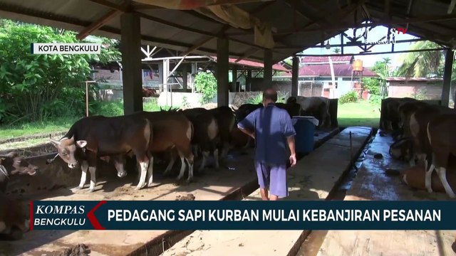 Pedagang Sapi Kurban Mulai Kebanjiran Pesanan