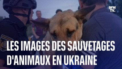 Download Video: Ukraine: des bénévoles viennent en aide aux animaux, après la destruction du barrage de Kakhovka