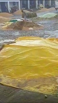 अचानक हुई बारिश से मंडी प्रांगण में रखा गेहूं भीगा, देखें वीडियो