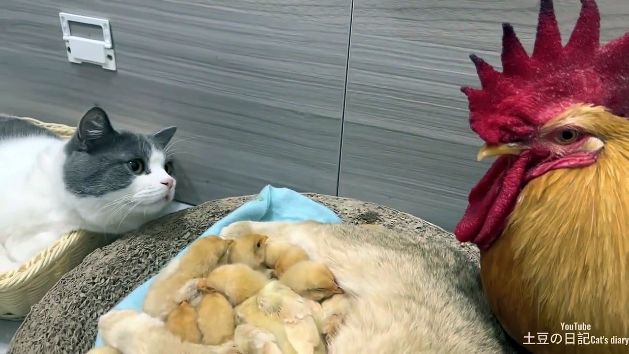 The cat who loves chicks the most in the world.The kitten is the mother of the chick.Lovelyanimals