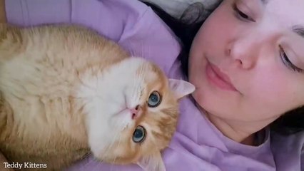 The best fluffy Antidepressants  Cutest kittens