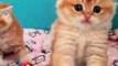 The cutest kittens  _ British Shorthair
