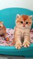 The cutest kittens  _ British Shorthair