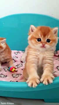 The cutest kittens _ British Shorthair