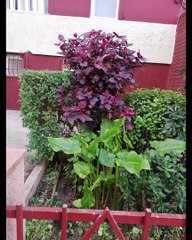 fotos Bellvitge - Soledad