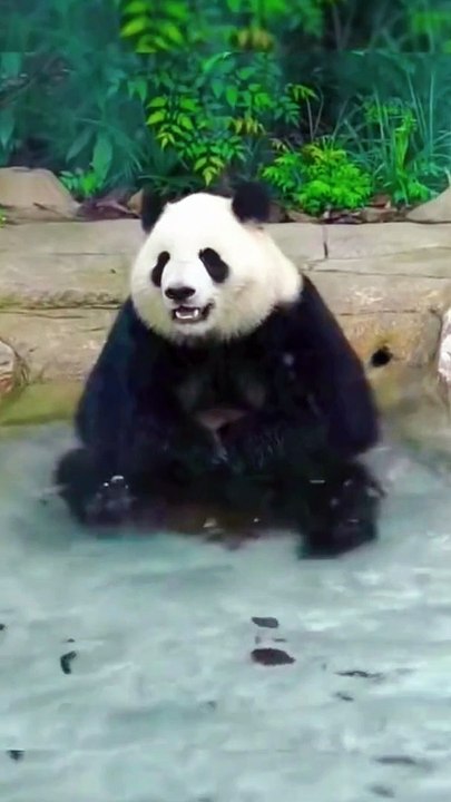 Panda EnjoyableArwww