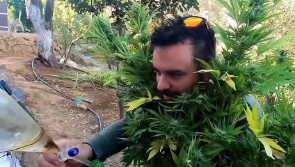 JAK PRODUKUJE SIE TERPENY Z KONOPI INDYJSKICH W MAROKO _ Ganja Flavour