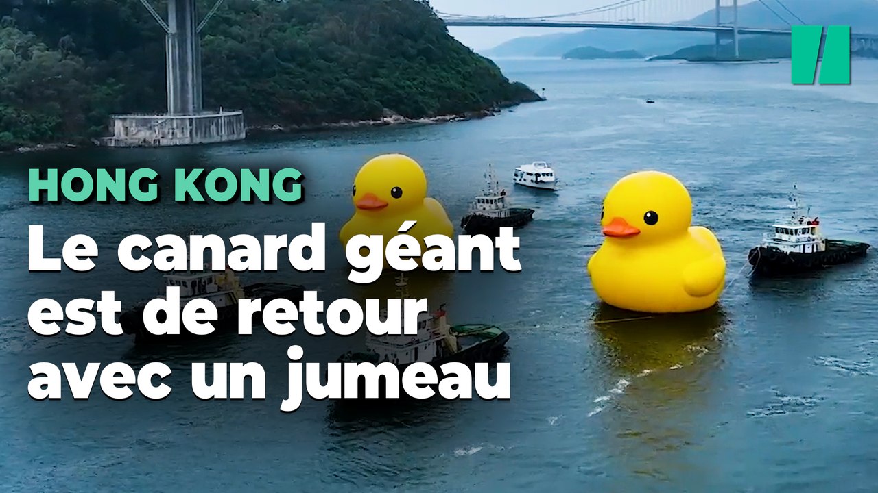 Canard Jaune Jap