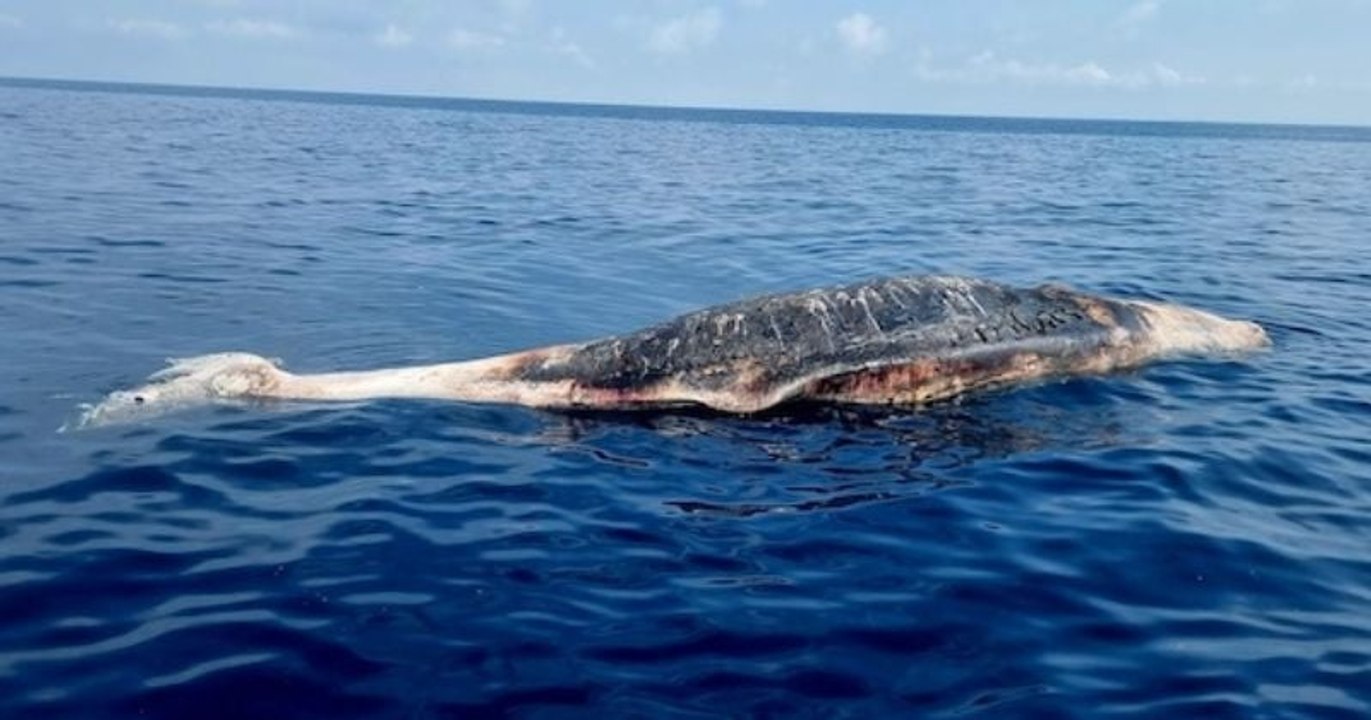 Un cachalot d'une douzaine de mètres retrouvé mort échoué non loin de Marseille