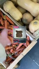 Je viens de gâcher toute cette nourriture.