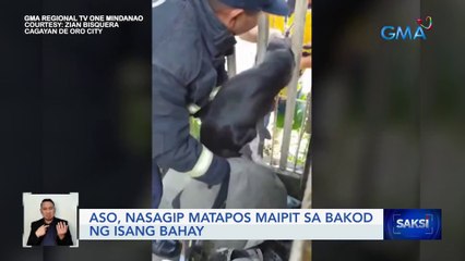 Aso, nasagip matapos maipit sa bakod ng isang bahay | Saksi