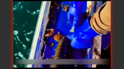 Why do fishermen do this to lobster?