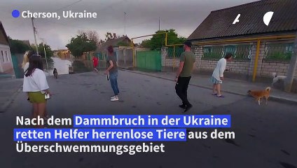 Télécharger la video: Helfer retten Tiere aus Hochwasser-Region in der Ukraine