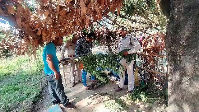Video Story - घर की बाड़ी में लगा रखा था गांजा के पौधे, पुलिस ने दबिश देकर जब्त किए 16 पौधे