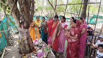 Women worshiped Vat Savitri fasting