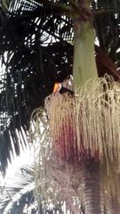 Morador flagra tucano fazendo um lanchinho no bairro Jardim Global, em Umuarama