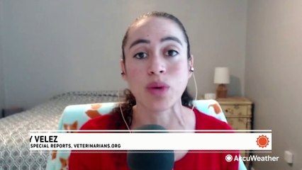 Don't forget about your pets during hurricane preps