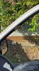 Lorsque vous trouvez un passager à huit pattes dans votre van