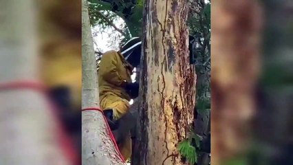 Retalhuleu: Paracaidista del Ejército queda atrapado en árbol y es atacado por abejas africanizadas