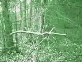 Projet Blair Witch suédé