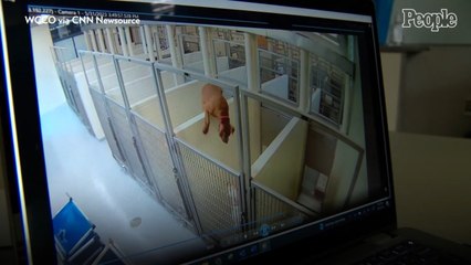 Dog Jumps Wall to Hang with Shelter Friend