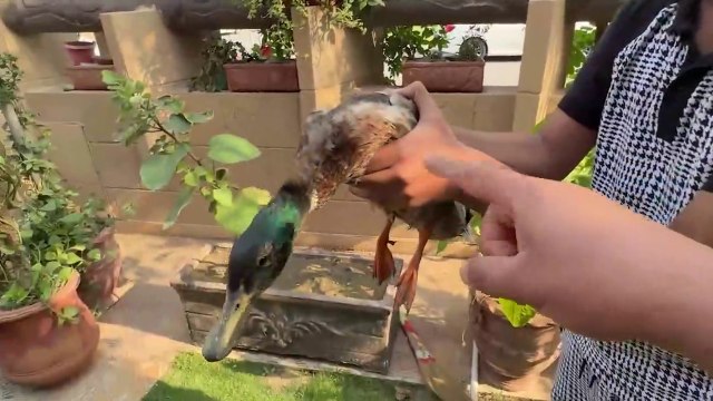 Duck Ka Swimming Pool Aa Gaya - Duck Ka Kya Naam Rakha Hai -