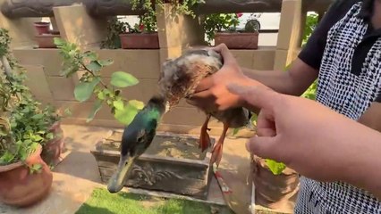 Duck Ka Swimming Pool Aa Gaya  - Duck Ka Kya Naam Rakha Hai -