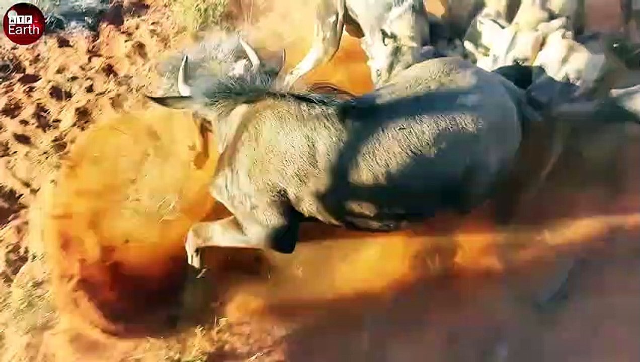 Wild Dogs Attack Big Eland
