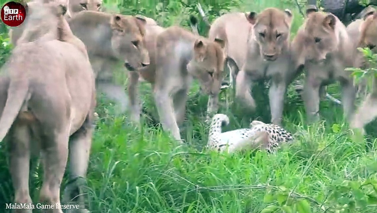 7 Lions Attack Alone Leopard