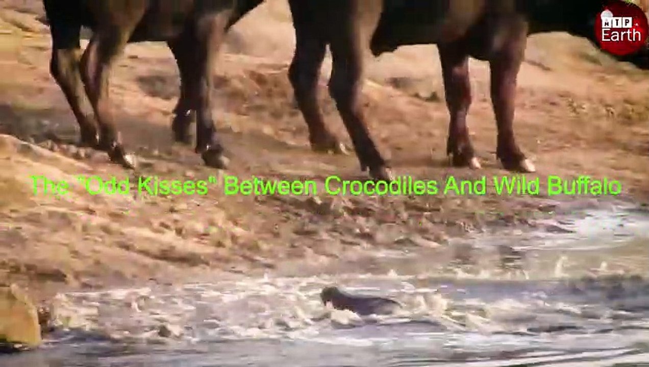 Big Crocodile Attack Big Buffalo