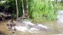 Crocodile Attack  Warthog Drinking - Animal Fighting   ATP Earth