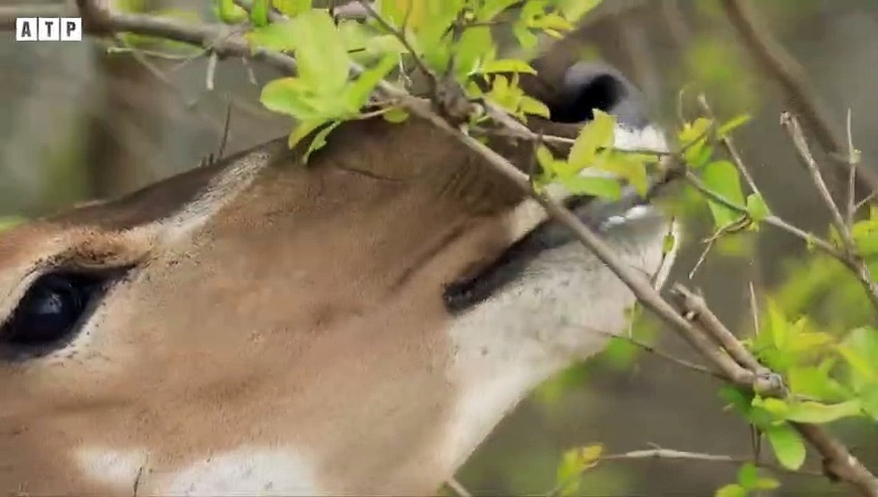 Wild dogs Attack Antelope   ATP Earth