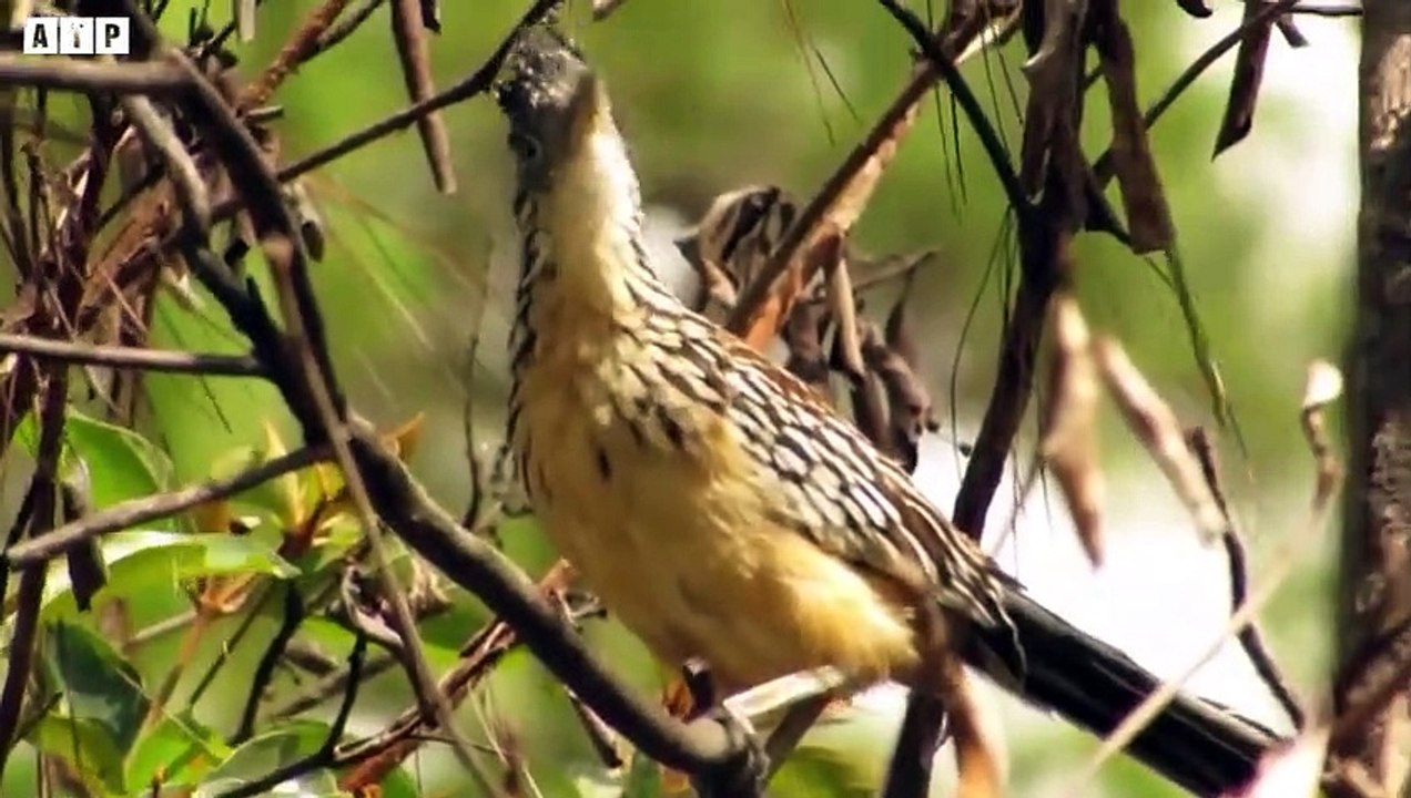 Roadrunner Fight Rattlesnake   ATP Earth