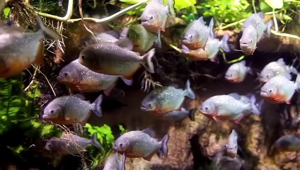 10 Gefährliche Tiere, vor denen du weglaufenhalten!