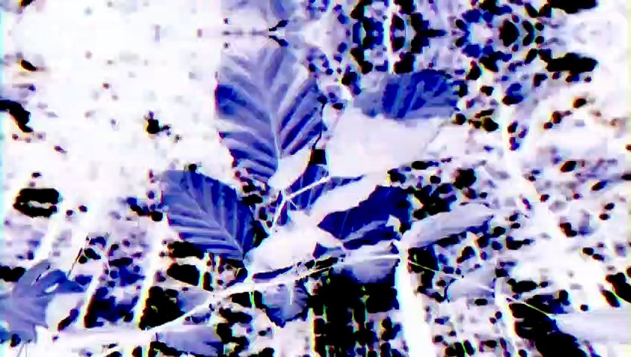 Kürzlich entdeckte Insekten