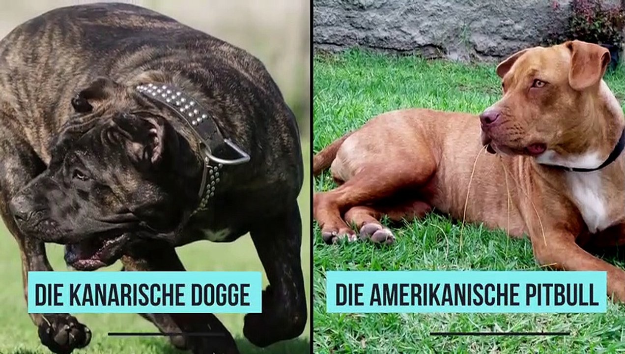 Die 10 aggressivsten Hunde, die du meiden solltest