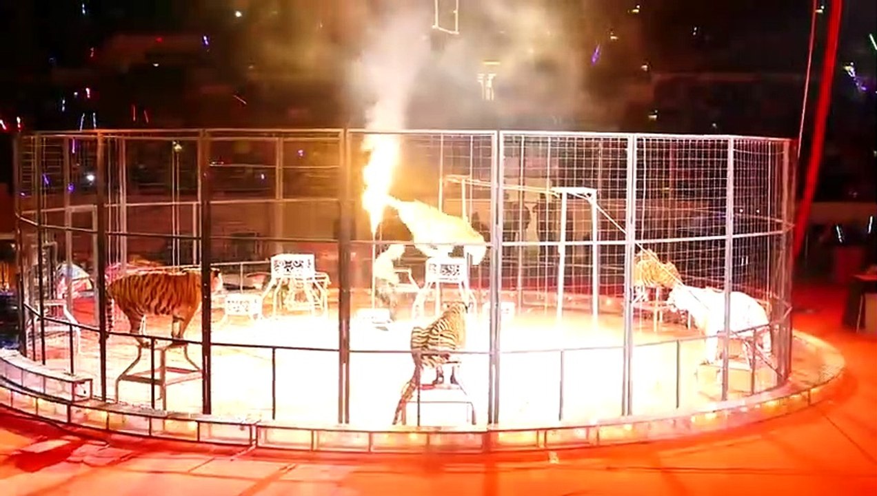 10 Gefährliche Tiere, vor denen du weglaufen solltest!