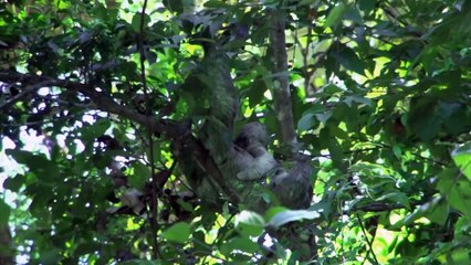 Discover the Wonders of the Amazon Rainforest 🌿 - Episode 1