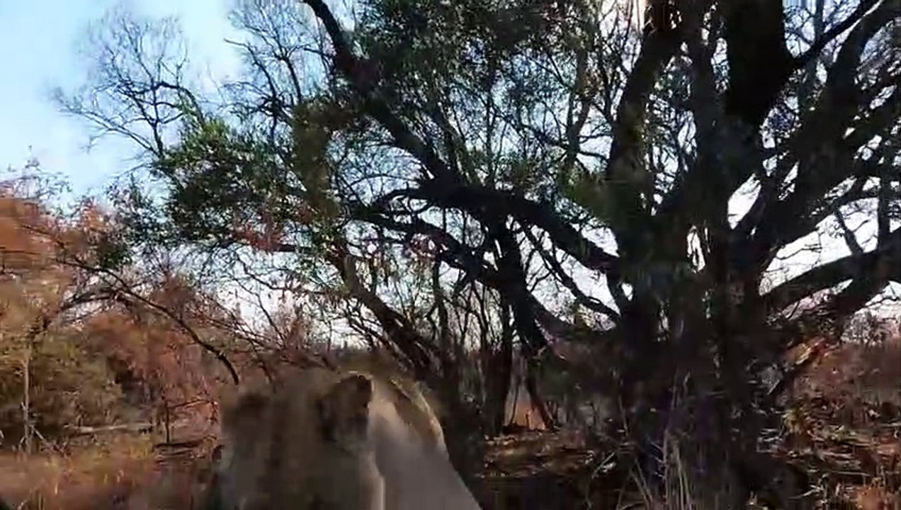 عندما يتوحش غرير العسل ..انظر ماذا فعل بالأسد! - شجاعة لا تصدق!