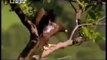 وثائقى - حياة صقر الشاهين - أسرع الطيور الجارحة - عالم الحيوانات المفترسة