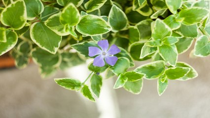 How To Grow And Care For Variegated Vinca