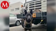 Envenenan a perro que formaba parte del cuerpo de bomberos en Uruapan, Michoacán