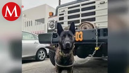 Envenenan a perro que formaba parte del cuerpo de bomberos en Uruapan, Michoacán