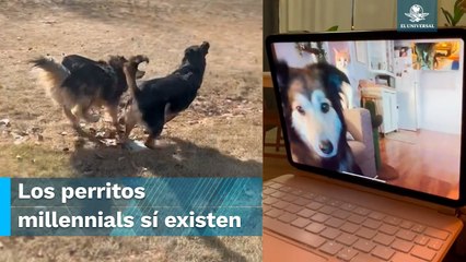 La amistad de estos perritos te sorprenderá, ¡se comunican por videollamadas!