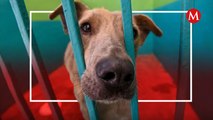México ocupa el primer lugar en maltrato y abandono animal en Latinoamérica
