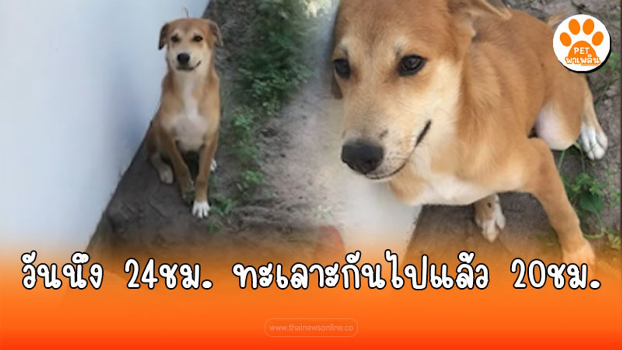 หัวจะปวดรายวัน วันนึงมี 24 ชม. ทะเลาะกับหมาไปแล...