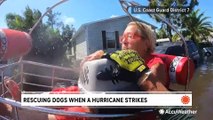 What it takes to save and relocate dogs when a hurricane strikes