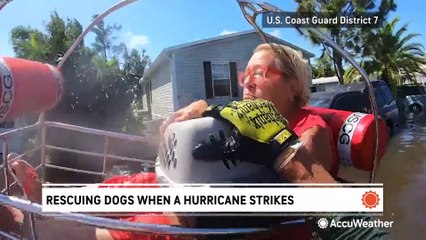 What it takes to save and relocate dogs when a hurricane strikes