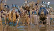 Une armée de crabes envahit une plage - ZAPPING SAUVAGE